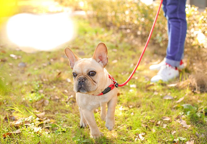 Comfortable dog leash