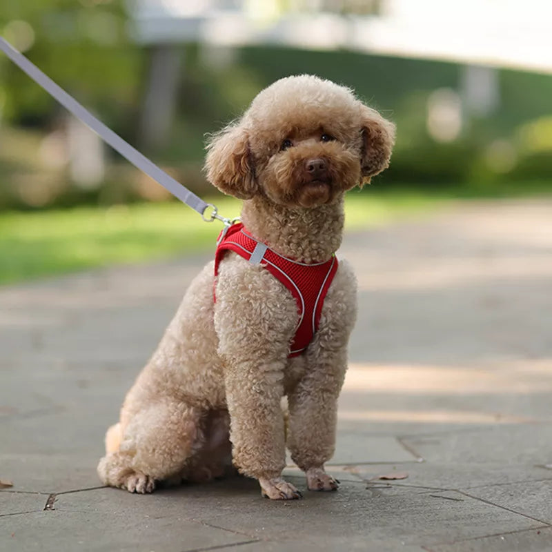 Adjustable dog harness