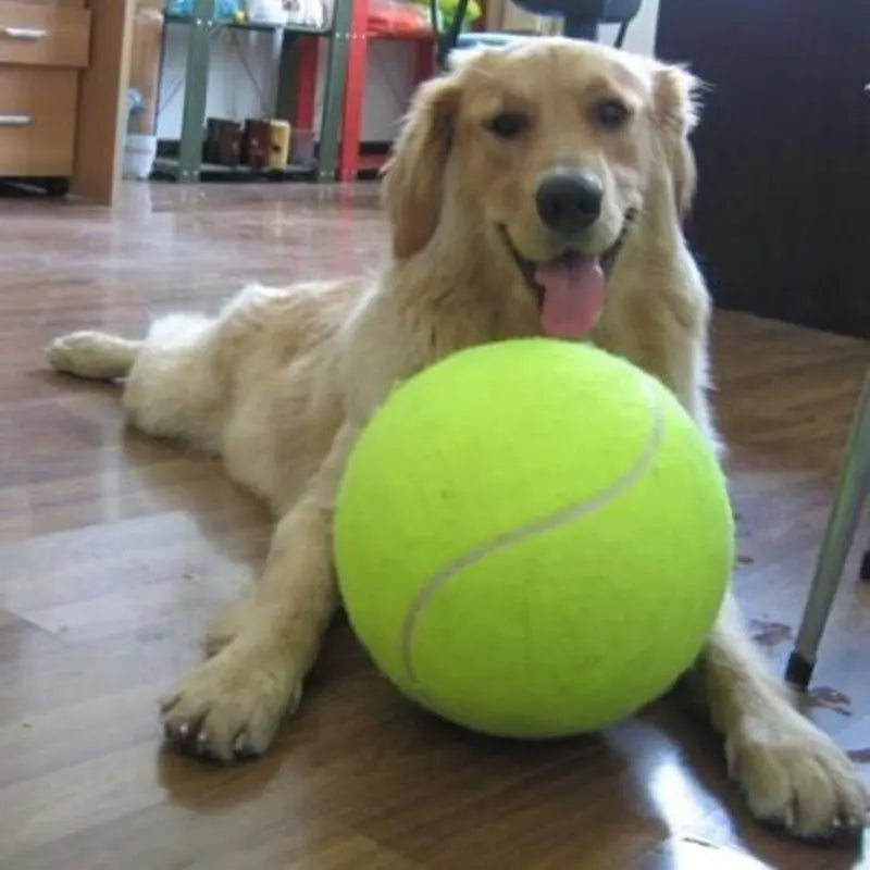 Dog tennis ball