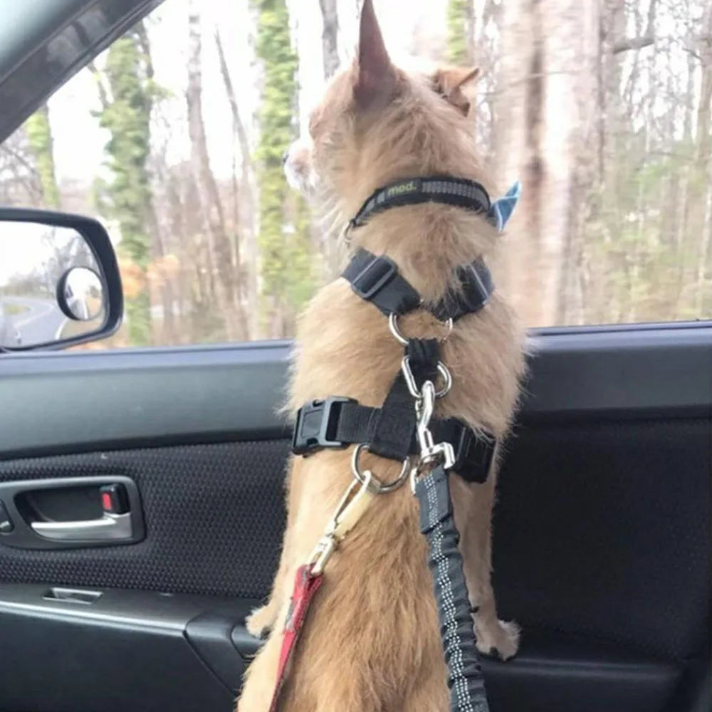 Pet car seatbelt