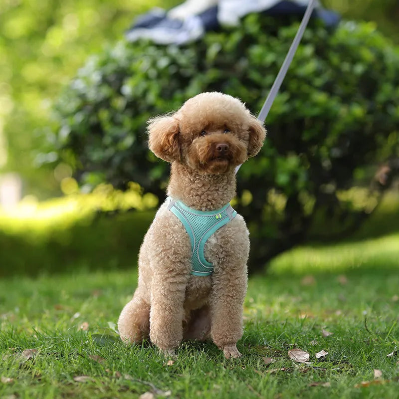 Adjustable dog harness