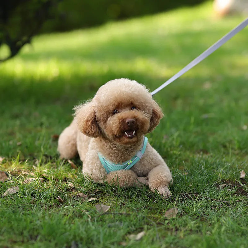 Adjustable dog harness