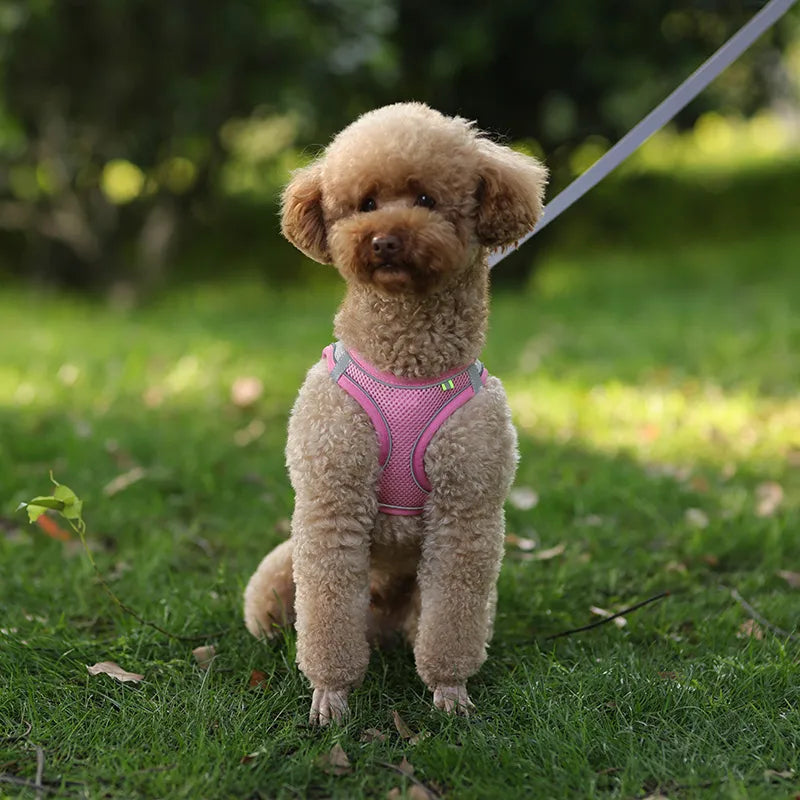 Adjustable dog harness